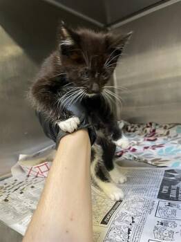 Domestic Short Hair Cats Available for Adoption in Stockton, California - A376510 | PetCurious