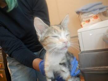 Domestic Short Hair Cats Available for Adoption in San Jose, California - A1405231 | PetCurious