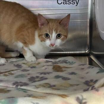 Domestic Short Hair Cats Available for Adoption in Knoxville, Tennessee - Cassy | PetCurious