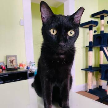 Domestic Short Hair Cats Available for Adoption in Waco, Texas - Pate | PetCurious