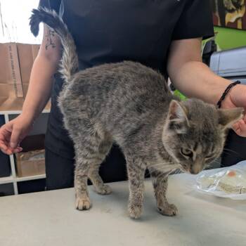 Hyatt -  Domestic Short Hair Cat for Adoption in Emporia, Kansas - Hyatt | PetCurious