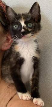 Pebbles (new) -  Domestic Short Hair Cat for Adoption in Zephyrhills, Florida - Pebbles (new) | PetCurious
