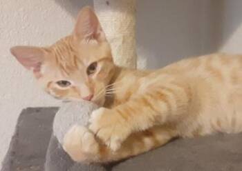 Sinatra -  Domestic Short Hair Cat for Adoption in North Highlands, California - Sinatra | PetCurious