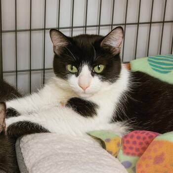 Rescue Domestic Short Hair and Tuxedo Cats for Adoption in Lemont, Illinois - Hallow | PetCurious