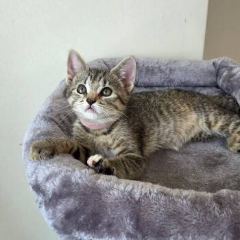 Pleasant (must adopt with Carlisa) -  Tabby Cat for Adoption in New Bedford, Massachusetts - Pleasant (must Adopt With Carlisa) | PetCurious