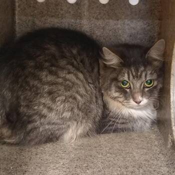 Domestic Long Hair Cats Available for Adoption - Cayenne | PetCurious