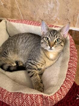 Nile -  Domestic Short Hair Cat for Adoption in Blaine, Minnesota - Nile | PetCurious