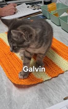 Galvin -  Domestic Short Hair Cat for Adoption in Plattsburgh, New York - Galvin | PetCurious