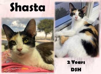 Rescue Domestic Short Hair Cats for Adoption in Greenwood, Indiana - Shasta | PetCurious