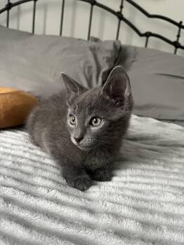 Russian Blue Cats Available for Adoption in Boca Raton, Florida - Kiwi  | PetCurious