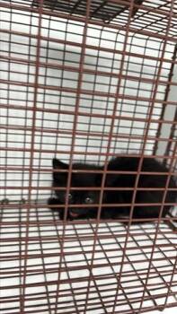 American Shorthair Cats Available for Adoption in Houston, Texas - A654717 | PetCurious