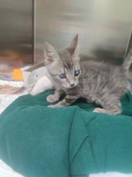 Charles -  Domestic Short Hair Cat for Adoption in Richmond, Virginia - Charles | PetCurious