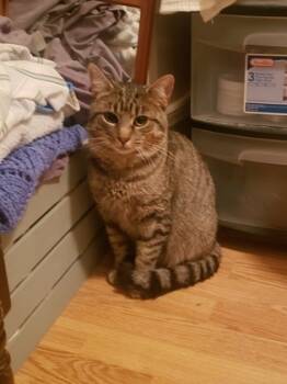 Rescue Domestic Short Hair Cats for Adoption in Simcoe, Ontario - Topaz | PetCurious