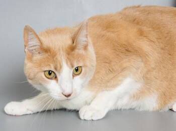 Domestic Short Hair Cats Available for Adoption in Longmont, Colorado - Starry | PetCurious