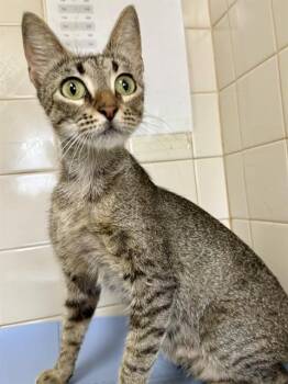 ACARA -  Domestic Short Hair Cat for Adoption in San Antonio, Texas - ACARA | PetCurious