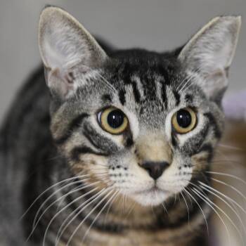 Domestic Short Hair Cats Available for Adoption in Redwood City, California - Tommy Lee | PetCurious