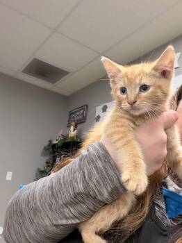 Dobby -  Domestic Short Hair Cat for Adoption in Pierceton, Indiana - Dobby | PetCurious