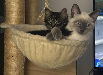 Mellow And Maeve -  Siamese and Tabby Cat for Adoption in Salem, New Hampshire - Mellow And Maeve | PetCurious