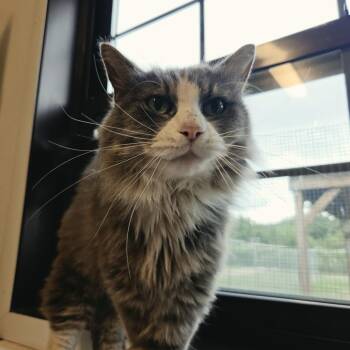 Nugget -  Domestic Long Hair Cat for Adoption in Rock Falls, Illinois - Nugget | PetCurious