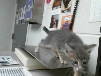 Domestic Short Hair Cats Available for Adoption in Houston, Texas - A2063051 | PetCurious