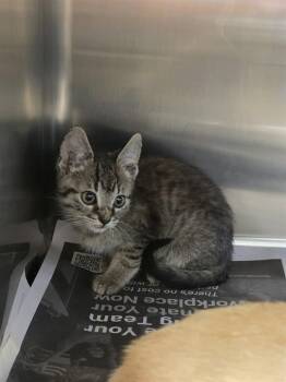 A660072 -  Domestic Short Hair Cat for Adoption in Houston, Texas - A660072 | PetCurious