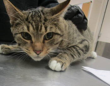 Rescue Domestic Short Hair Cats for Adoption in Marietta, Georgia - Kitten(surgery Kennel) | PetCurious