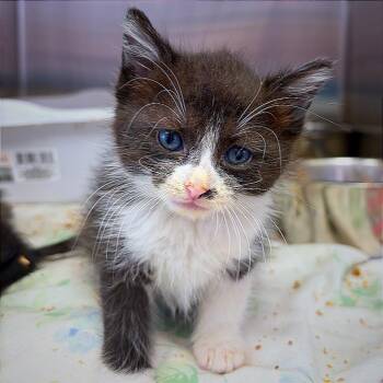 Veruca -  Domestic Short Hair Cat for Adoption in Hannibal, Missouri - Veruca | PetCurious