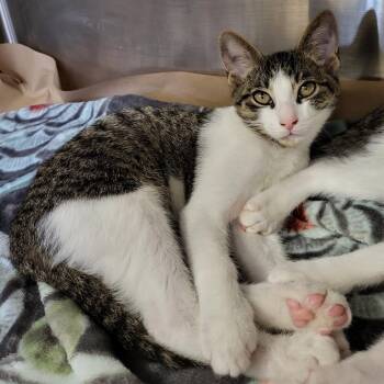 Sherbet -  Domestic Short Hair Cat for Adoption in Lake Panasoffkee, Florida - Sherbet | PetCurious