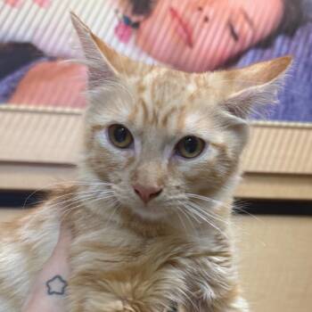 Jamie -  Domestic Short Hair Cat for Adoption in Desert Hot Springs, California - Jamie | PetCurious