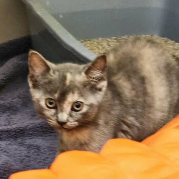 Brownie Batter -  Domestic Short Hair Cat for Adoption in Burlington, Ontario - Brownie Batter | PetCurious