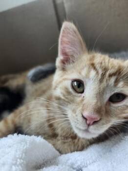 Domestic Short Hair Cats Available for Adoption in Westland, Michigan - Velveeta Supreme | PetCurious