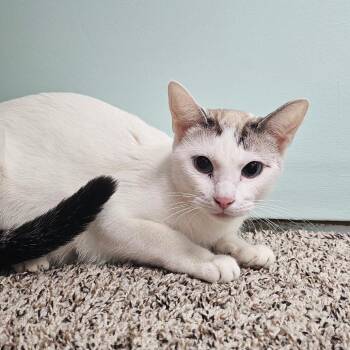 Rainbow -  Siamese Cat for Adoption in Fairway, Kansas - Rainbow | PetCurious
