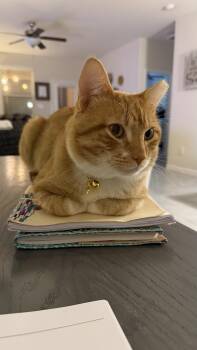 TomTom -  Domestic Short Hair Cat for Adoption in The Woodlands, Texas - TomTom | PetCurious