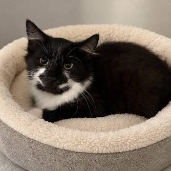 Thestral -  Domestic Medium Hair Cat for Adoption in Antioch, California - Thestral | PetCurious