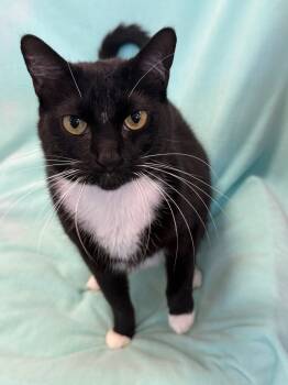 Rescue Domestic Medium Hair Cats for Adoption in Denham Springs, Louisiana - Tux (Spot) | PetCurious