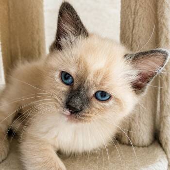 Siamese Cats Available for Adoption in Pontiac, Michigan - Doppio | PetCurious