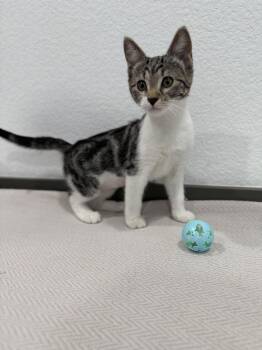 Brewster -  Domestic Short Hair Cat for Adoption in Las Vegas, Nevada - Brewster | PetCurious