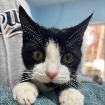 Rescue Domestic Short Hair Cats for Adoption in Franklin, North Carolina - Hudini | PetCurious