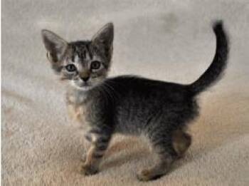Amy -  Domestic Short Hair Cat for Adoption in Largo, Florida - Amy | PetCurious