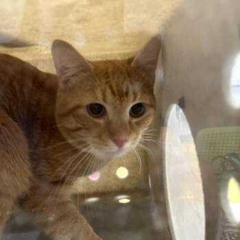 Domestic Short Hair Cats Available for Adoption in Philadelphia, Pennsylvania - Garfield | PetCurious