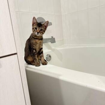 Mahogany Z -  Domestic Short Hair Cat for Adoption in Fort Lauderdale, Florida - Mahogany Z | PetCurious