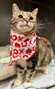 Domestic Short Hair Cats Available for Adoption - NOLA | PetCurious