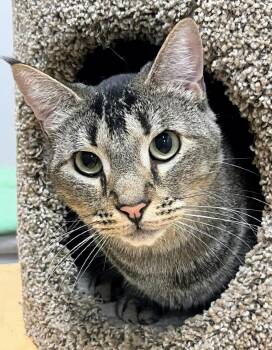 Re -  Domestic Short Hair Cat for Adoption in Yorba Linda, California - Re | PetCurious