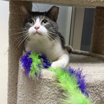 Domestic Short Hair Cats Available for Adoption - Levi | PetCurious