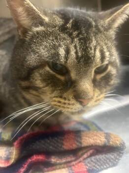 Domestic Short Hair Cats Available for Adoption in Angola, Indiana - Atticus | PetCurious