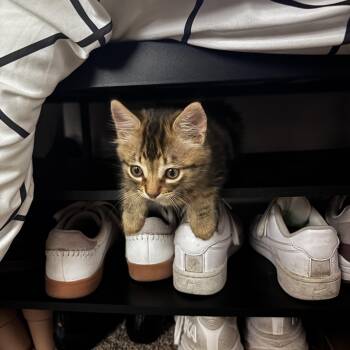 Toast -  Domestic Short Hair Cat for Adoption in Davis, California - Toast | PetCurious