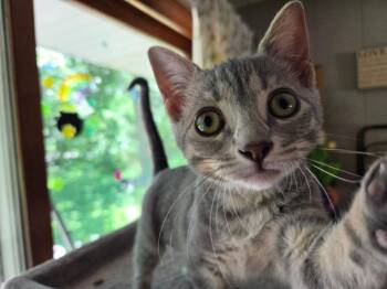 Hawthorne -  Domestic Short Hair Cat for Adoption in Mokena, Illinois - Hawthorne | PetCurious