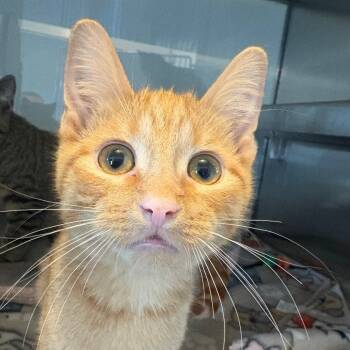 Rescue Domestic Short Hair Cats for Adoption in Glenwood, Minnesota - Bodie | PetCurious