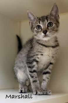 Marshall -  Domestic Short Hair Cat for Adoption in Pawleys Island, South Carolina - Marshall | PetCurious