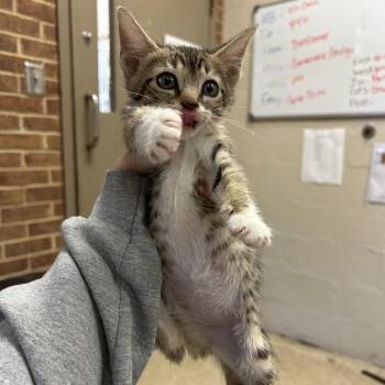 Corline -  Domestic Short Hair Cat for Adoption in Birmingham, Alabama - Corline | PetCurious